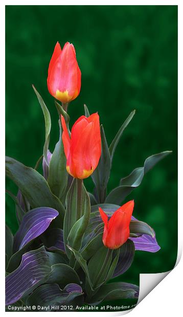 Three Red and Yellow Tulips Print by Daryl Hill