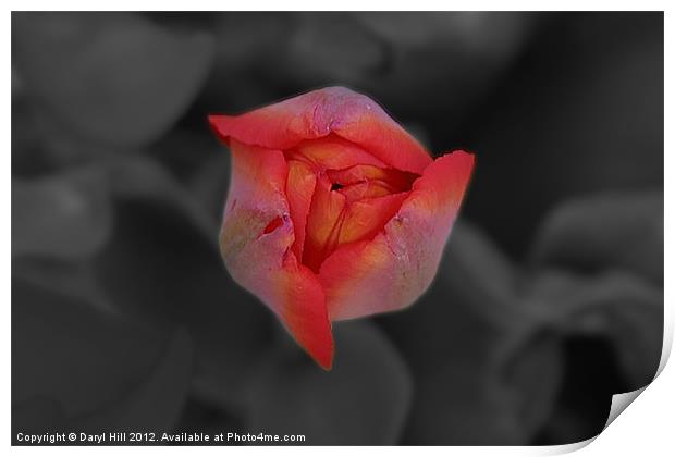 Red Tulip Bud on Gray Print by Daryl Hill