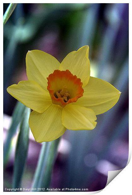 Yellow Daffodil on Metallic Print by Daryl Hill