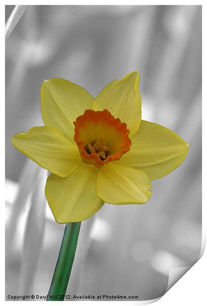 Yellow Daffodil on Silver Print by Daryl Hill