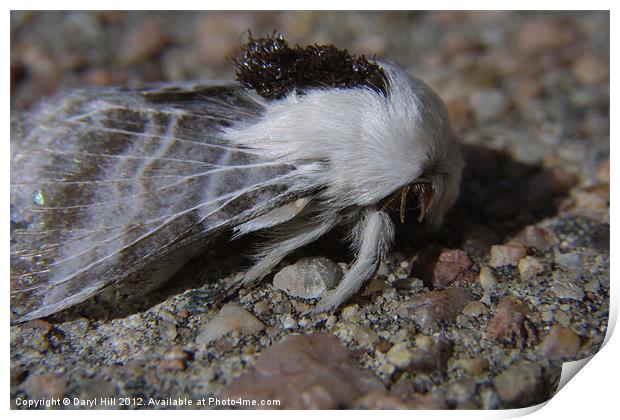Woolly Moth Brandishes Mandibles Print by Daryl Hill