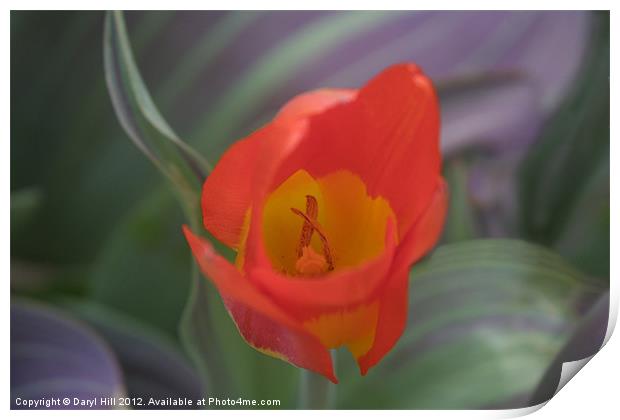 Solo Red and Yellow Tulip Print by Daryl Hill
