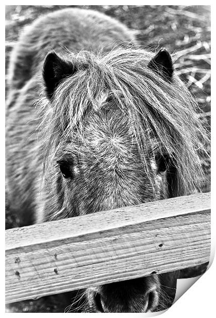 Lonley Pony Print by Jamie Moffat