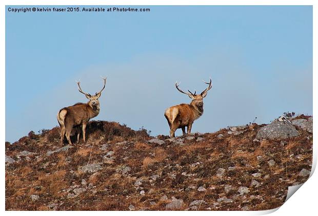  Pair of Stags on the hill top Print by kelvin fraser