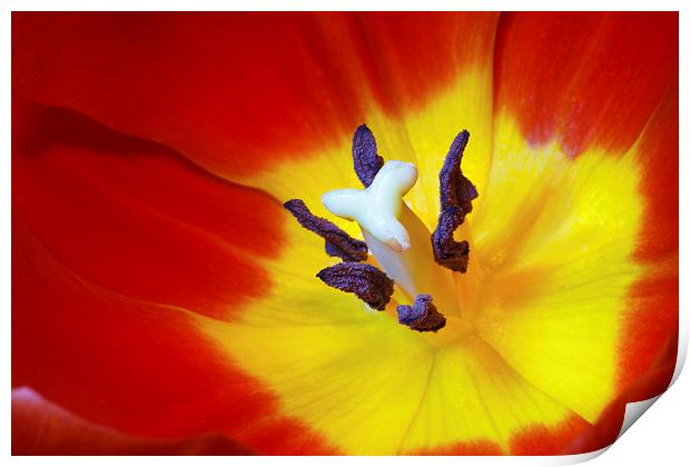 Red Tulip Print by Ankor Light