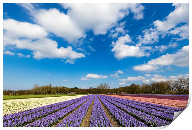 Multicolor hyacinth field Print by Ankor Light