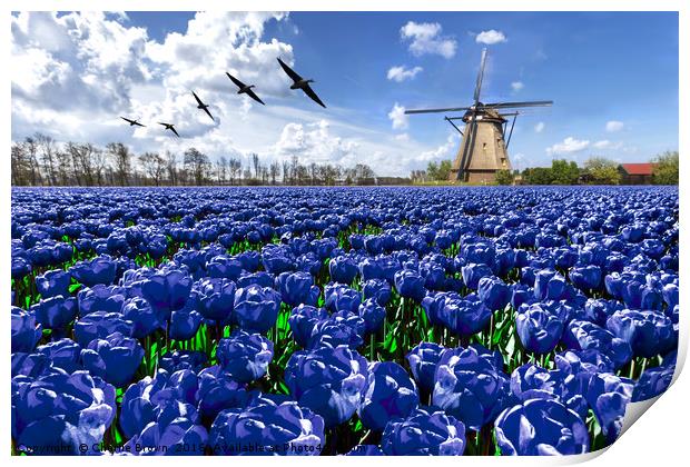 Geese flying over endless blue tulip farm Print by Ankor Light