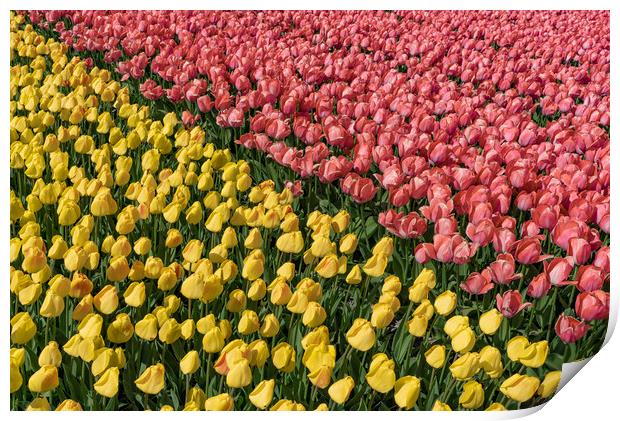 Bicolor tulipes Print by Ankor Light