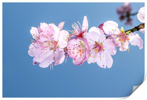 Sakura Japanese cherry blossom Print by Ankor Light