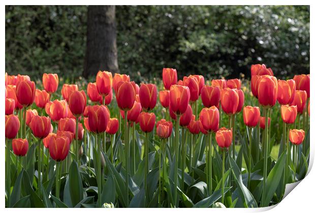 Fence of red tulips flowers Print by Ankor Light