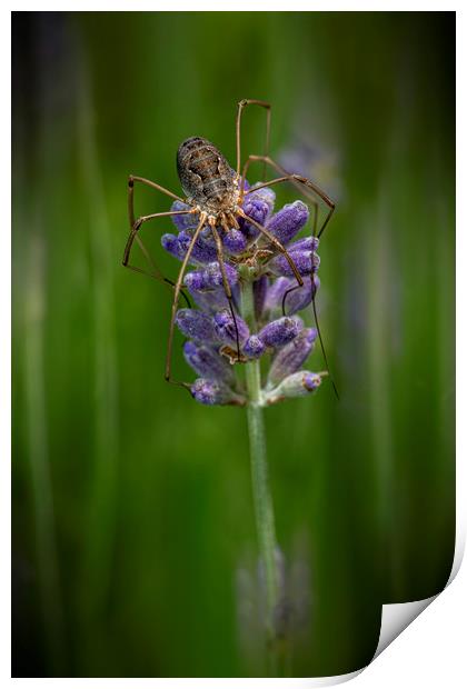 Huge spider laying on a purple lavender flower Print by Ankor Light