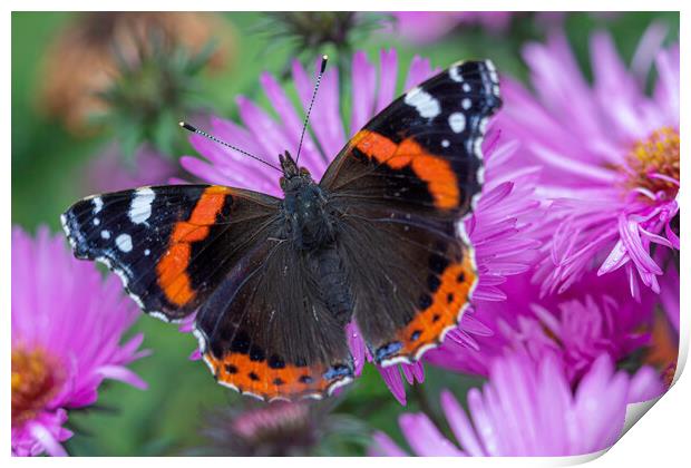 A colorful butterfly on a flower Print by Ankor Light