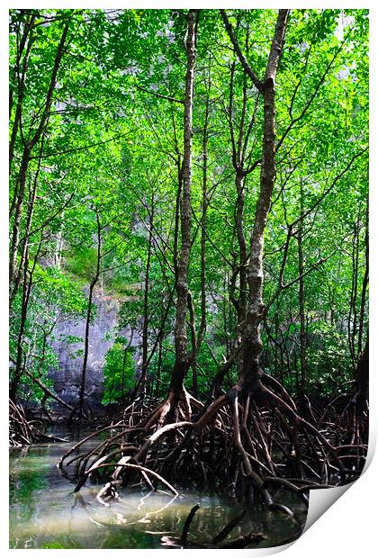 Mangrove rain forest Print by Ankor Light
