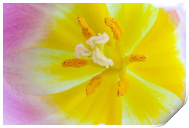 Tulip heard macro Print by Ankor Light