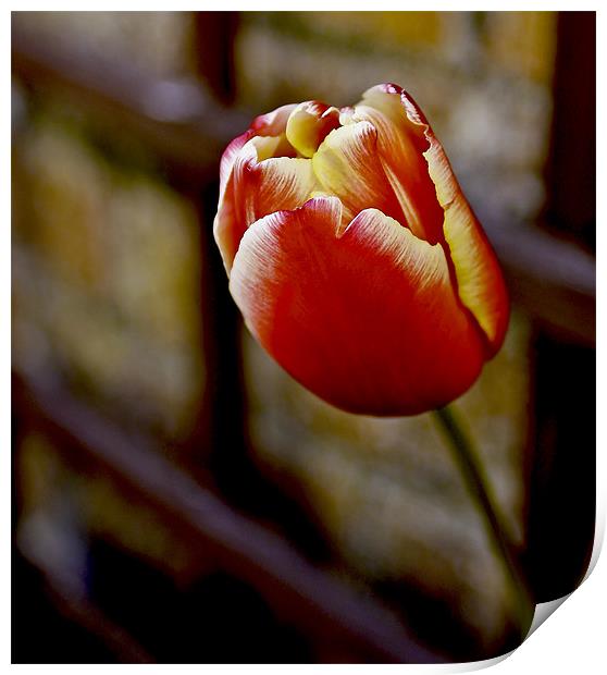 Tulip From Amsterdam Print by Buster Brown