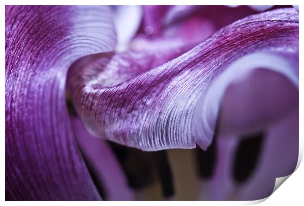 Texture and Flow. Macro Tulip Print by Buster Brown