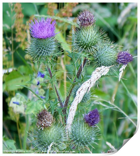 The Scottish Thistle Print by philip milner