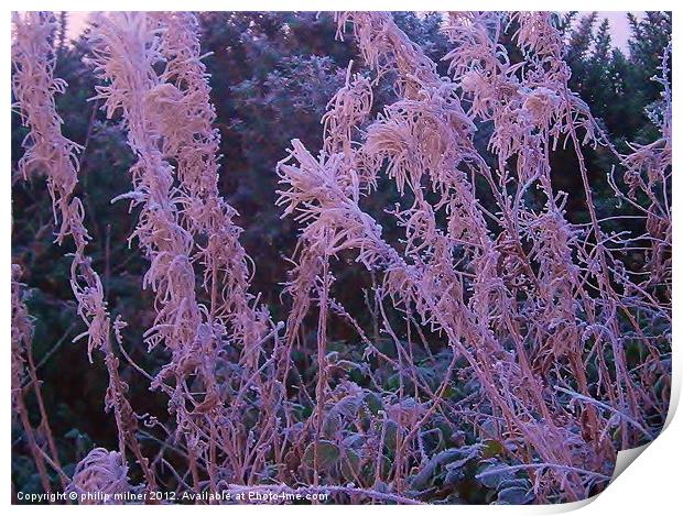 Frosty Pink Print by philip milner