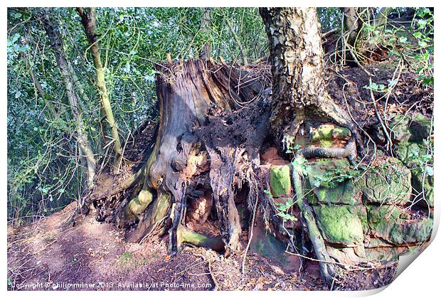 Old Tree roots Print by philip milner