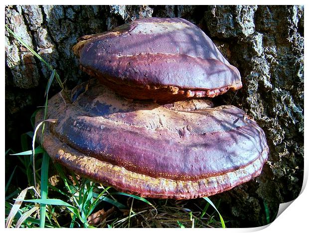 Forest Tree Fungus Print by philip milner