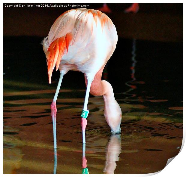 Flamingo Drinking Print by philip milner