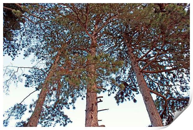 Tall Pine Trees Print by philip milner