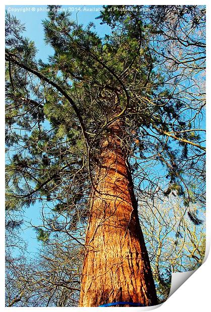 A Tall Pine Print by philip milner