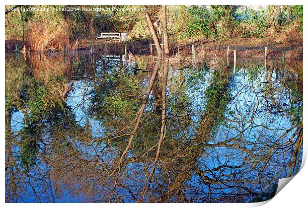 Tree Reflections Print by philip milner