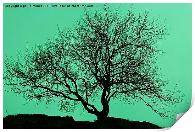  Tree In The Sky Silhouette Print by philip milner