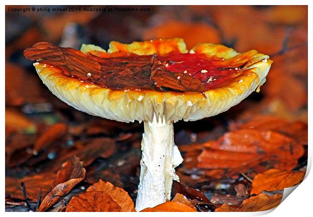  Winter Fungus Print by philip milner
