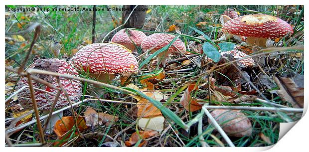  Forest Floor Print by philip milner