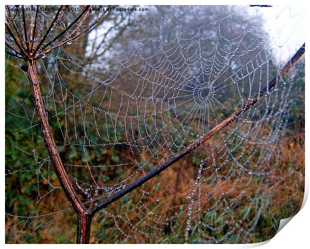  Spider Web Print by philip milner