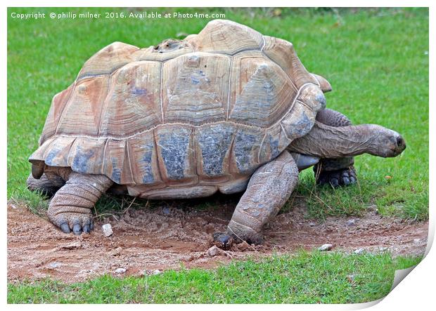 Galapagos Giant Tortoise Print by philip milner