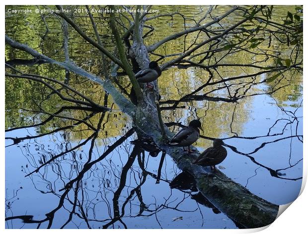 Ducks on tree  Print by philip milner
