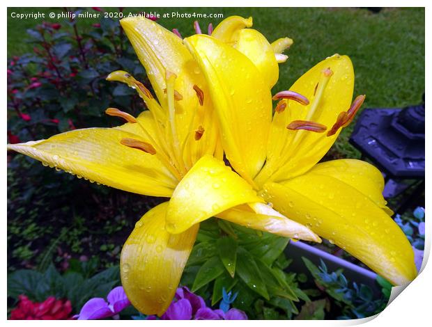 Yellow Lilly Print by philip milner