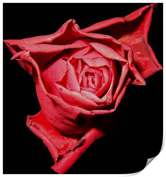Red, Red Rose Print by Dawn Gillies