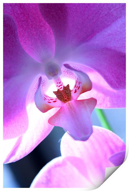 Orchid Print by Candice Smith