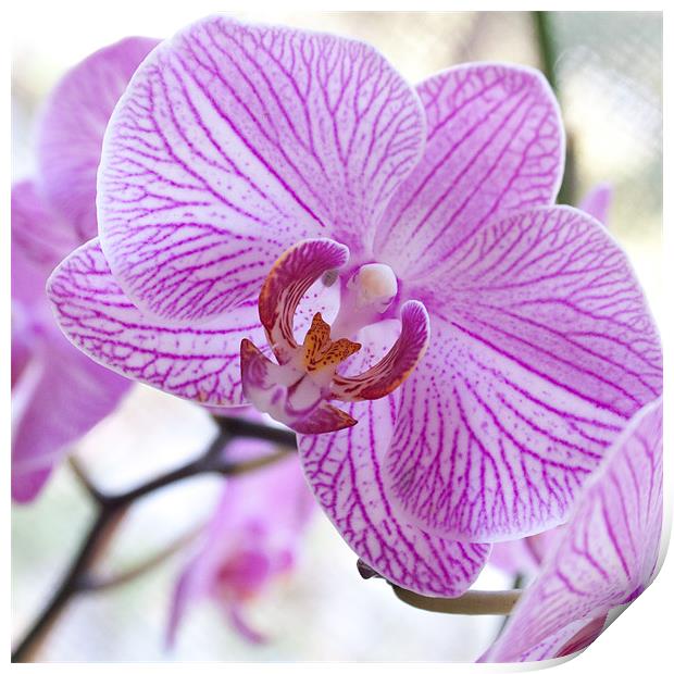 Orchid Square Print by Candice Smith