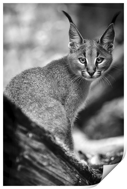 Caracal Cub Print by Monika Nakládalová