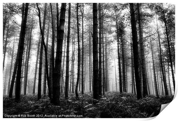 'Misty Woods' Print by Rob Booth