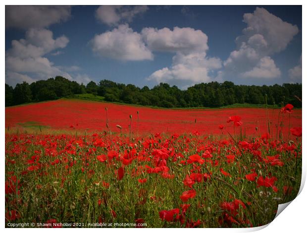 Poppy Field in Bewdley Worcestershire Print by Shawn Nicholas