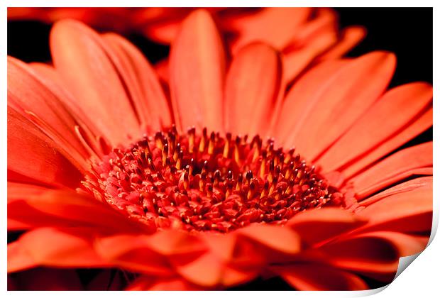 Orange Gerbera Closeup Print by Dave Frost