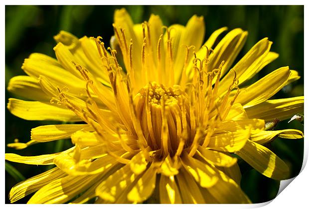 A Dandelion close-up in the summer sunshine Print by Dave Frost