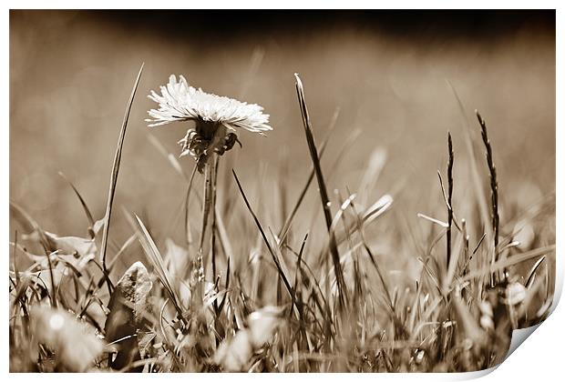 A Lonely Daffodil in a field of grass Print by Dave Frost