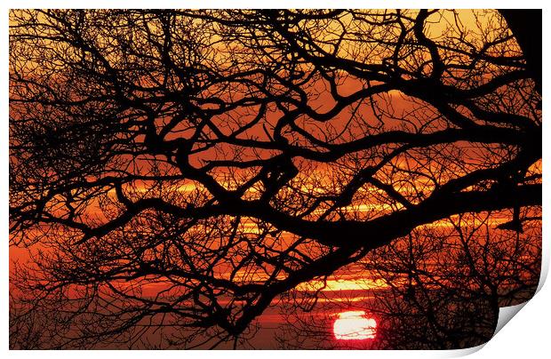 Sunset sihouette Print by Steve Adams