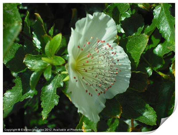 Summer White Star! Print by Eleanor McCabe