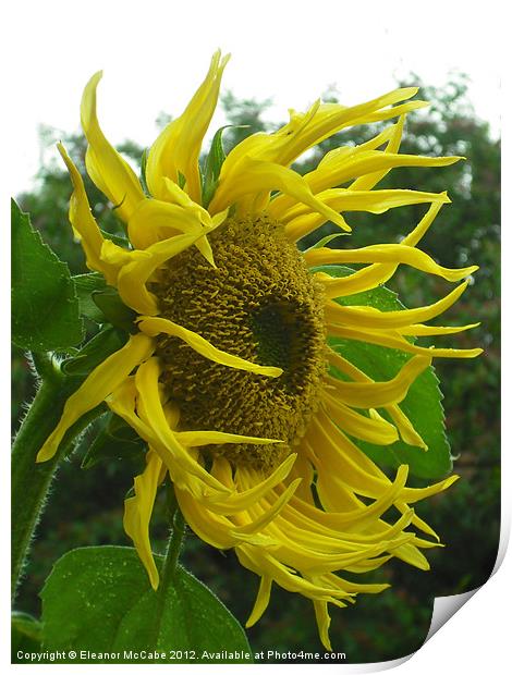 Windy Sunflower! Print by Eleanor McCabe