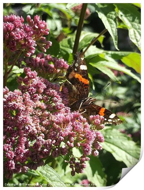 Radiant Red Admiral! Print by Eleanor McCabe