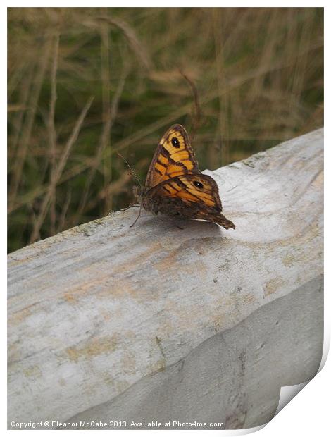 Sitting on the fence 1 Print by Eleanor McCabe