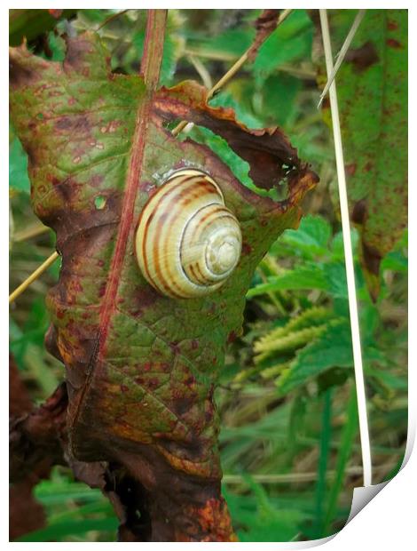 September Snail 1 Print by Eleanor McCabe